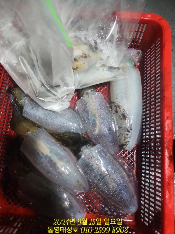 통영태성호의 조황일지 이미지 - 8