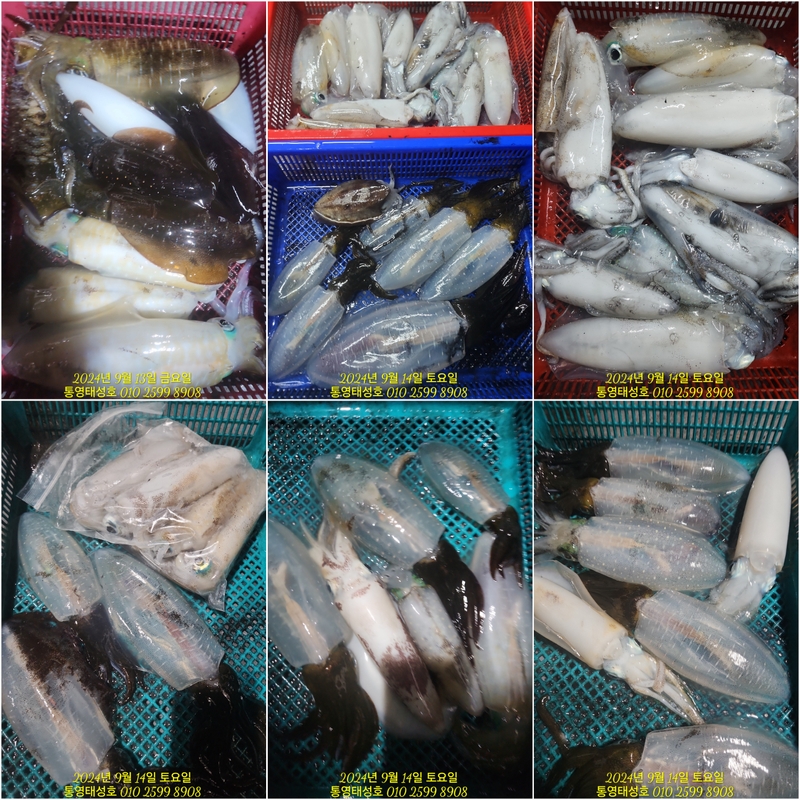 통영태성호의 조황일지 이미지 - 11