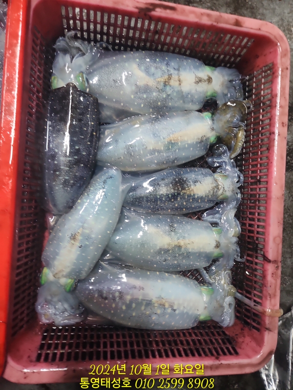 통영태성호의 조황일지 이미지 - 16