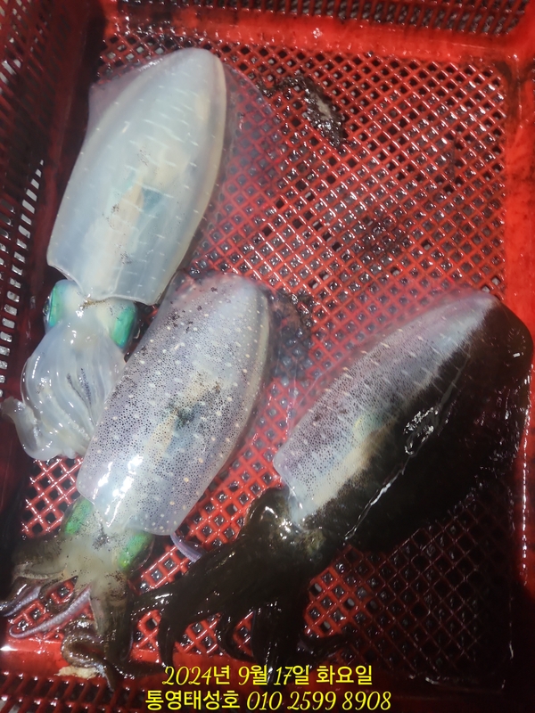 통영태성호의 조황일지 이미지 - 11