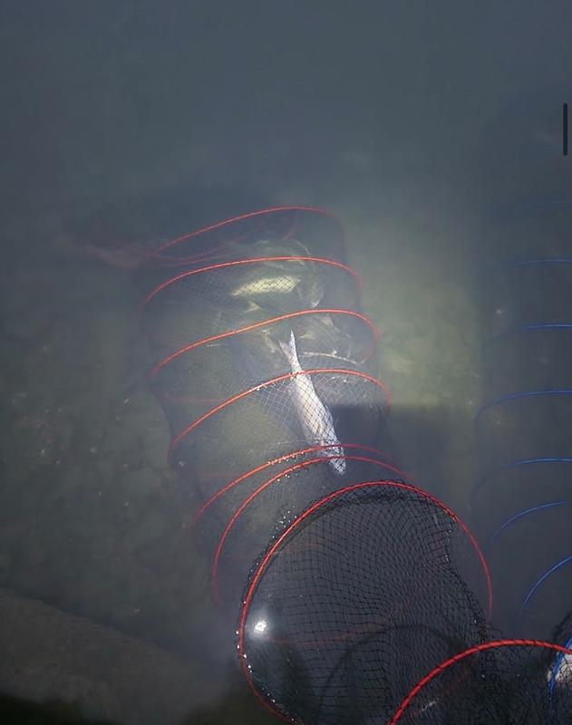 선재낚시공원의 조황일지 이미지 - 2