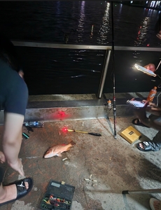 찌낚시-6월29일 새벽조황 선상낚시로 잡은 물고기 조황