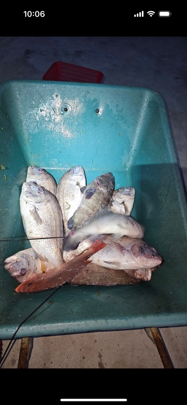 선재낚시공원의 조황일지 이미지 - 1