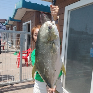 찌낚시-7월1일 오전조황 선상낚시로 잡은 물고기 조황