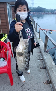 찌낚시-7월2일 새벽조황 선상낚시로 잡은 물고기 조황