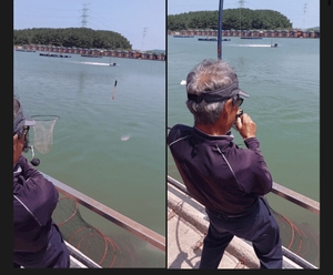 찌낚시-7월1일 오후조황 선상낚시로 잡은 물고기 조황