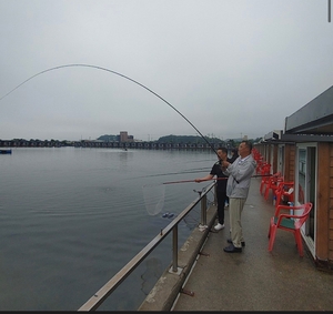 찌낚시-6월30일 오전조황 선상낚시로 잡은 물고기 조황