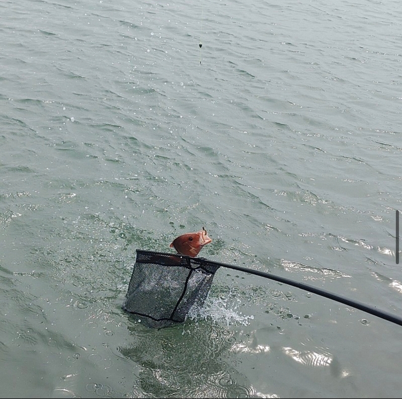 선재낚시공원의 조황일지 이미지 - 4