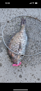 루어존-7월2일 새벽조황 선상낚시로 잡은 물고기 조황