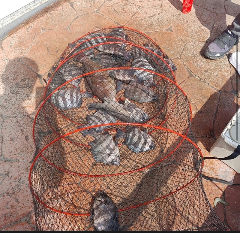 선재낚시공원의 조황일지 이미지 - 0