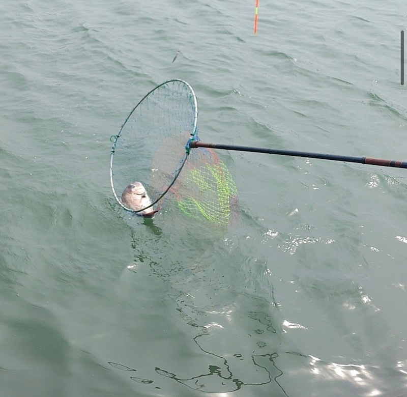 선재낚시공원의 조황일지 이미지 - 2