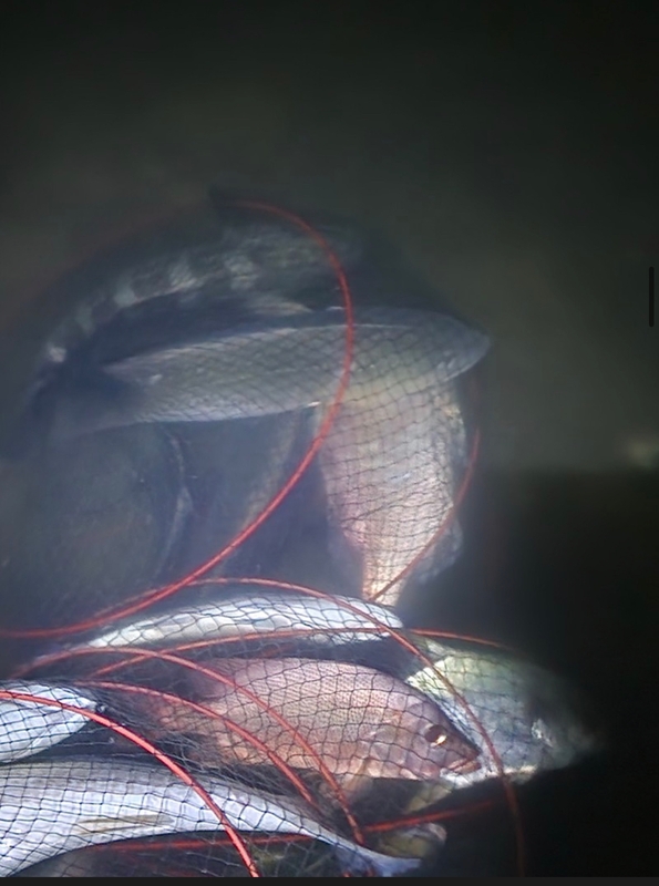 선재낚시공원의 조황일지 이미지 - 1