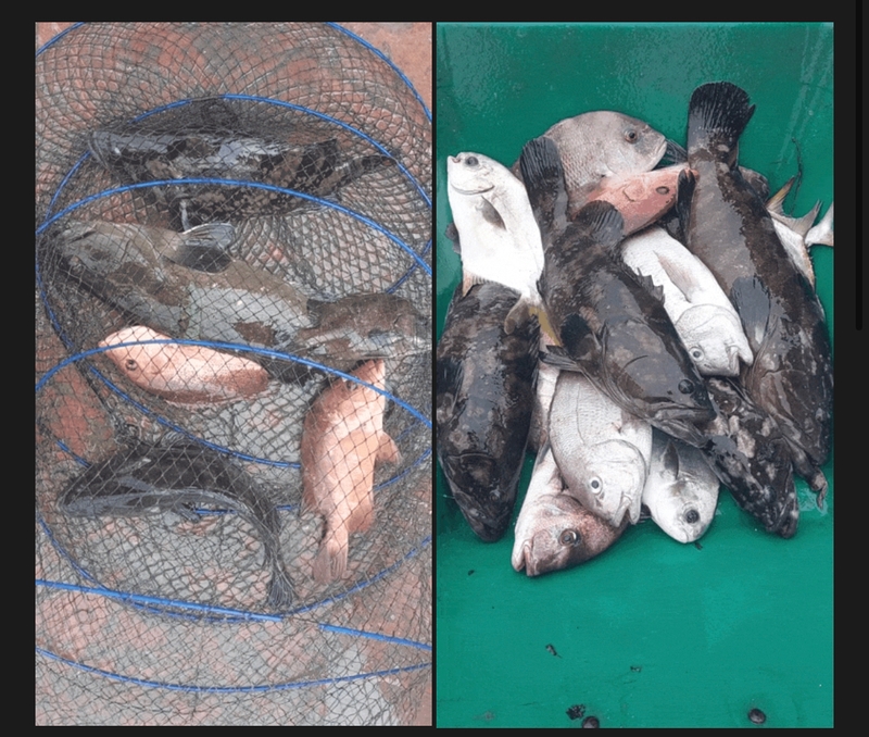 선재낚시공원의 조황일지 이미지 - 0