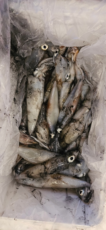 거제 적호의 조황일지 이미지 - 13