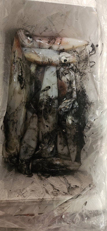 거제 적호의 조황일지 이미지 - 8