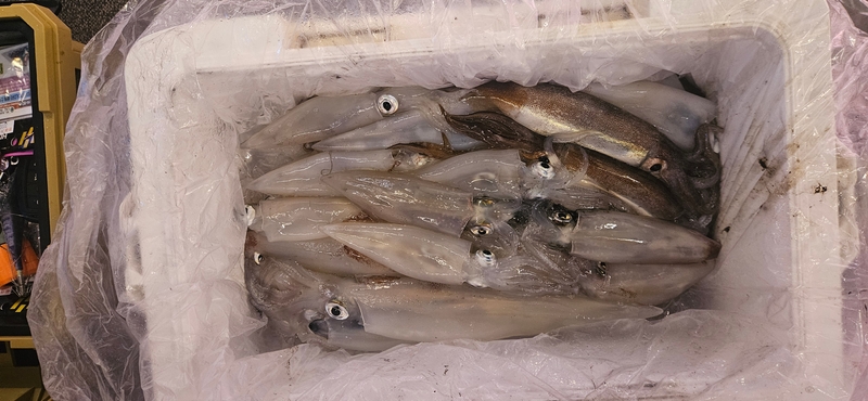 거제 적호의 조황일지 이미지 - 10