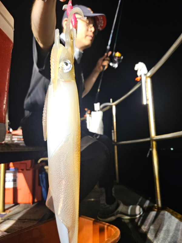 거제 적호의 조황일지 이미지 - 2