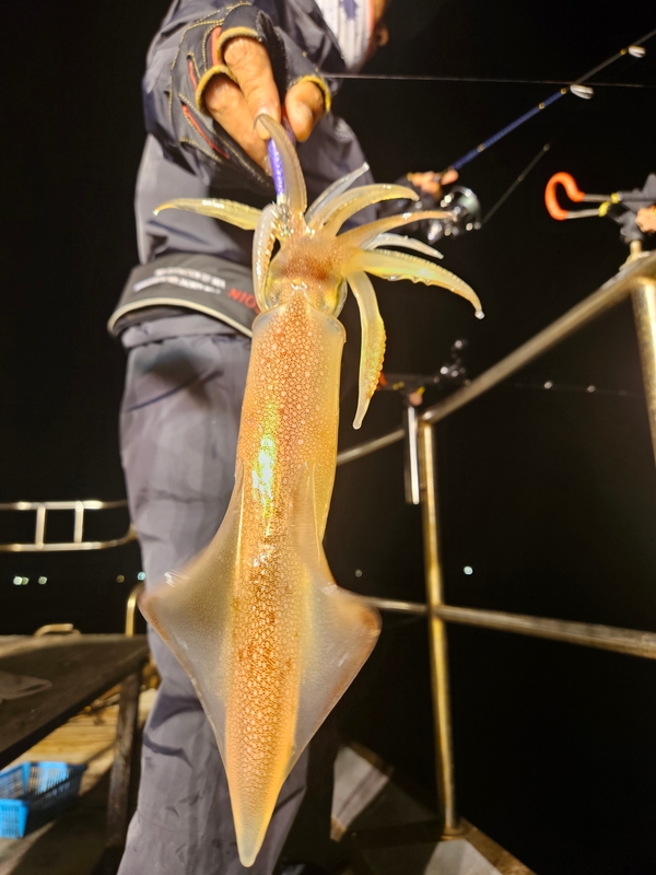 거제 적호의 조황일지 이미지 - 1