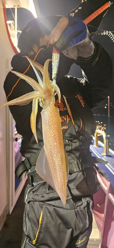 거제 적호의 조황일지 이미지 - 2