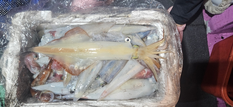 거제 적호의 조황일지 이미지 - 7