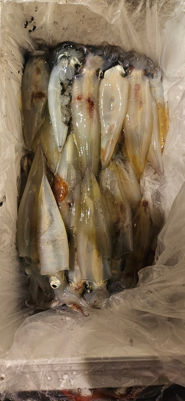 거제 적호의 조황일지 이미지 - 8