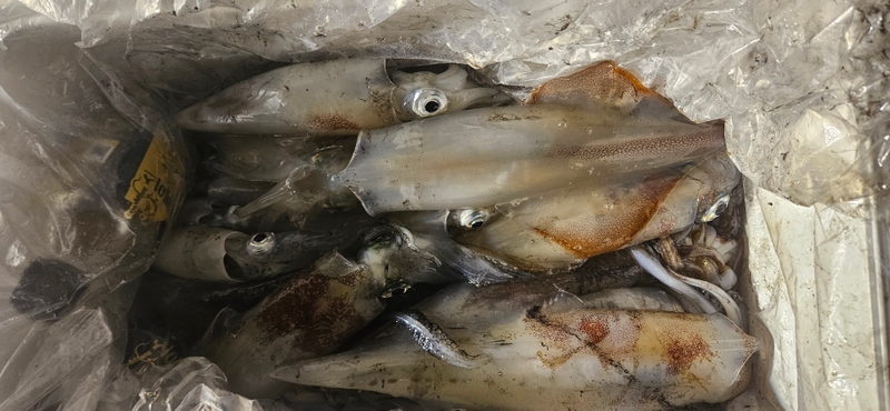 거제 적호의 조황일지 이미지 - 9