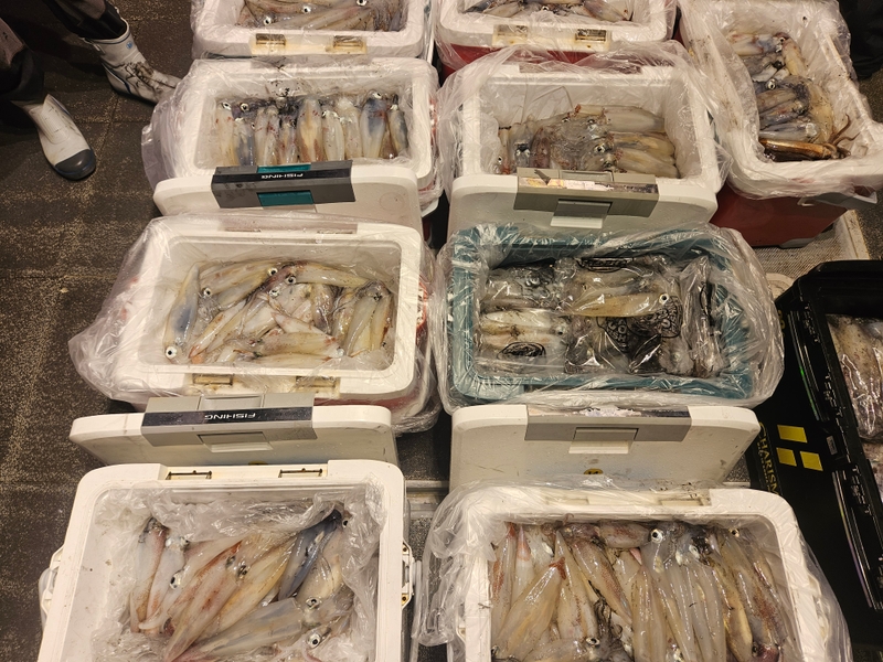 거제 적호의 조황일지 이미지 - 10