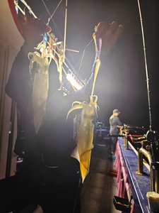 한치 마리수 조황 선상낚시로 잡은 물고기 조황