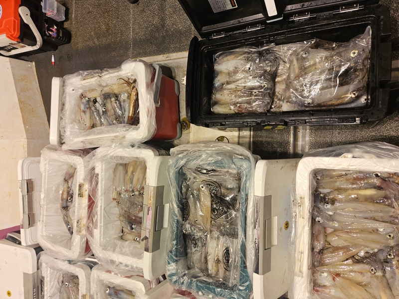 거제 적호의 조황일지 이미지 - 11