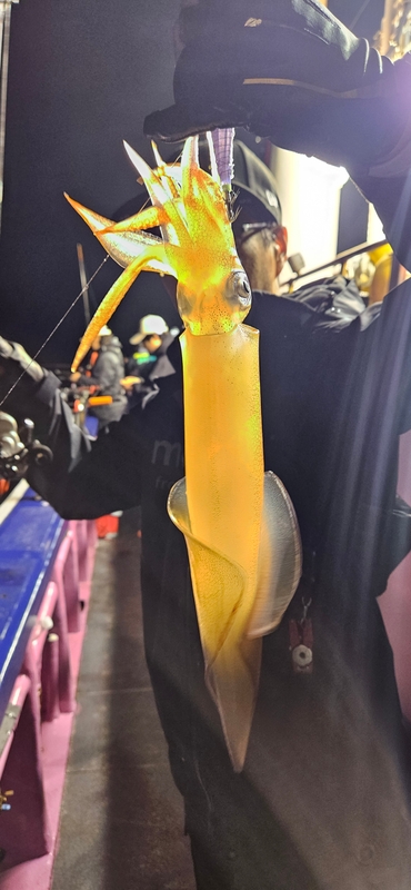 거제 적호의 조황일지 이미지 - 2