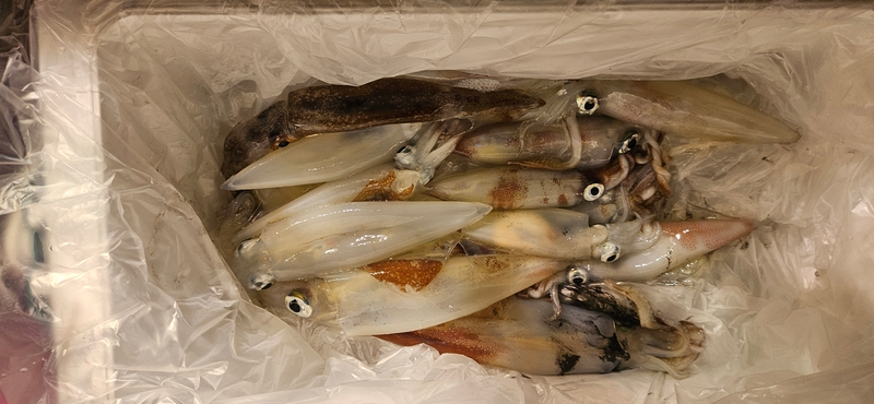 거제 적호의 조황일지 이미지 - 9