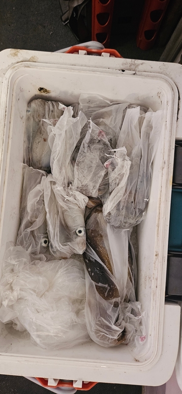 거제 적호의 조황일지 이미지 - 11