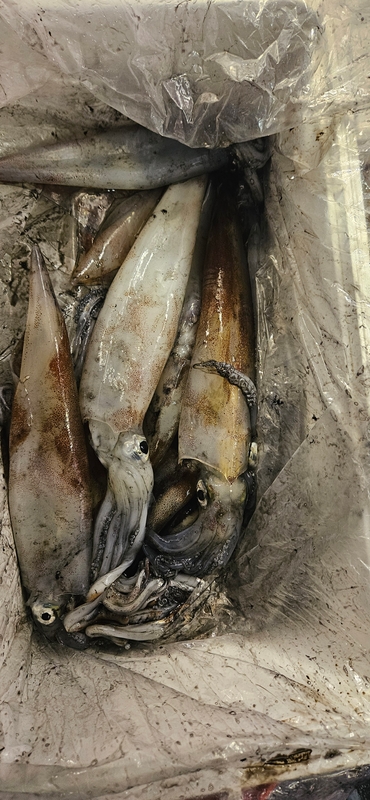 거제 적호의 조황일지 이미지 - 8