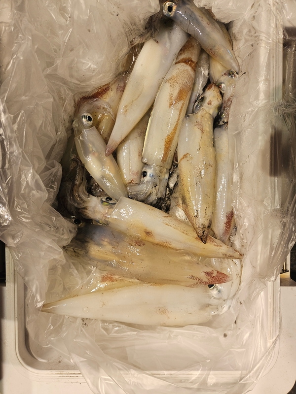 거제 적호의 조황일지 이미지 - 7