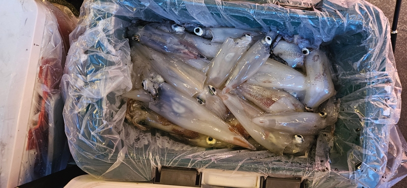 거제 적호의 조황일지 이미지 - 12