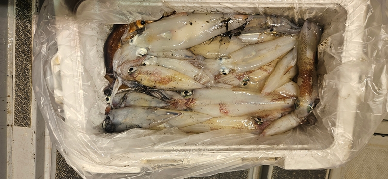 거제 적호의 조황일지 이미지 - 5