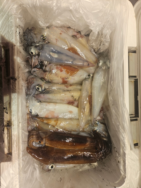 거제 적호의 조황일지 이미지 - 6