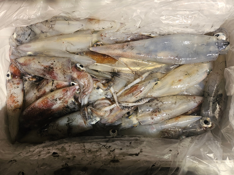 거제 적호의 조황일지 이미지 - 8