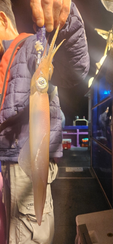 거제 적호의 조황일지 이미지 - 1