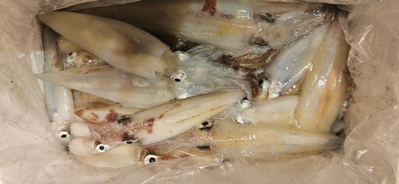 거제 적호의 조황일지 이미지 - 3