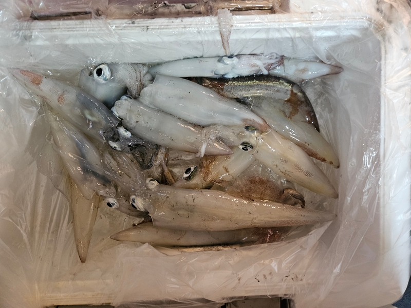 거제 적호의 조황일지 이미지 - 11