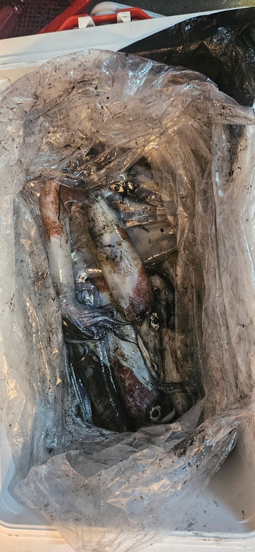 거제 적호의 조황일지 이미지 - 10