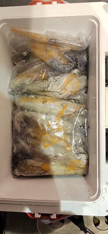 거제 적호의 조황일지 이미지 - 4