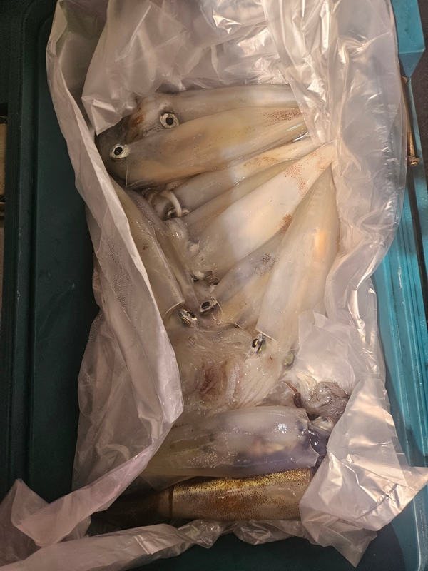 거제 적호의 조황일지 이미지 - 9