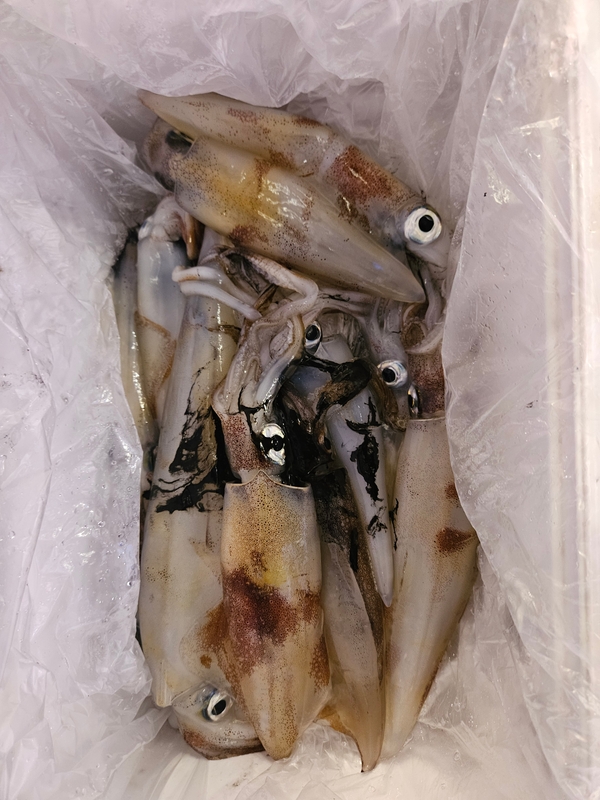 거제 적호의 조황일지 이미지 - 10