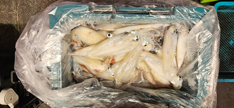 거제 적호의 조황일지 이미지 - 13