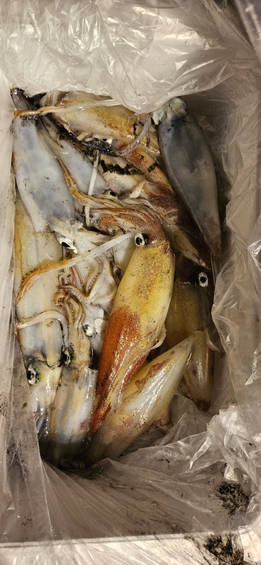 거제 적호의 조황일지 이미지 - 7