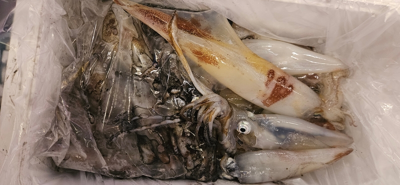 거제 적호의 조황일지 이미지 - 5