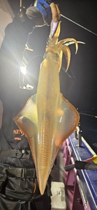 한치 조황 입니다 선상낚시로 잡은 물고기 조황