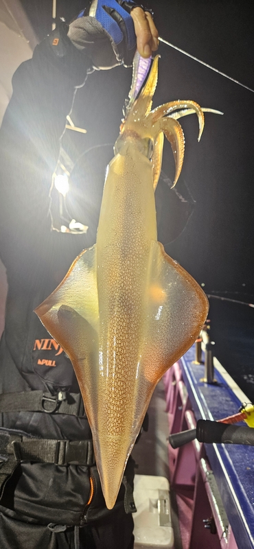 거제 적호의 조황일지 이미지 - 0